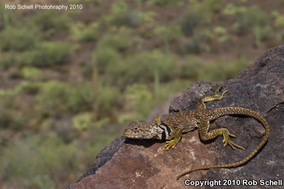 Sonoran Collared Lizard (Crotaphytus nebrius)