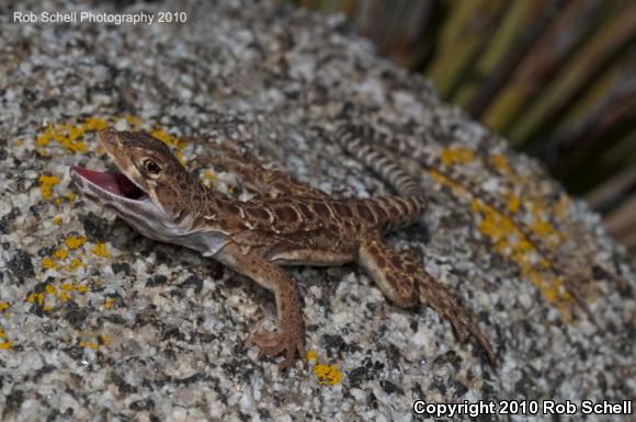 Cope's Leopard Lizard (Gambelia copei)