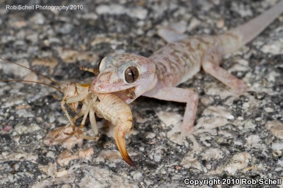 Peninsula Leaf-toed Gecko (Phyllodactylus nocticolus nocticolus)