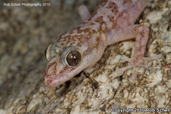 Peninsula Leaf-toed Gecko (Phyllodactylus nocticolus nocticolus)