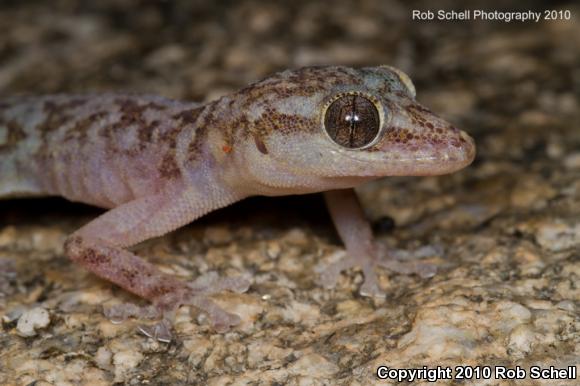 Peninsula Leaf-toed Gecko (Phyllodactylus nocticolus nocticolus)