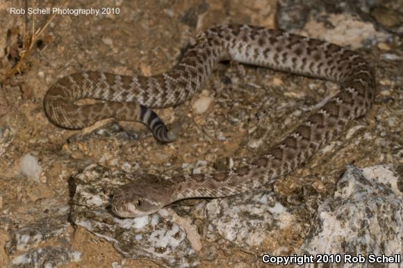 Red Diamond Rattlesnake (Crotalus ruber)