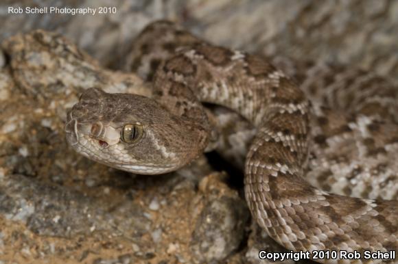 Red Diamond Rattlesnake (Crotalus ruber)