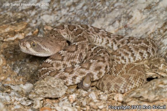 Red Diamond Rattlesnake (Crotalus ruber)