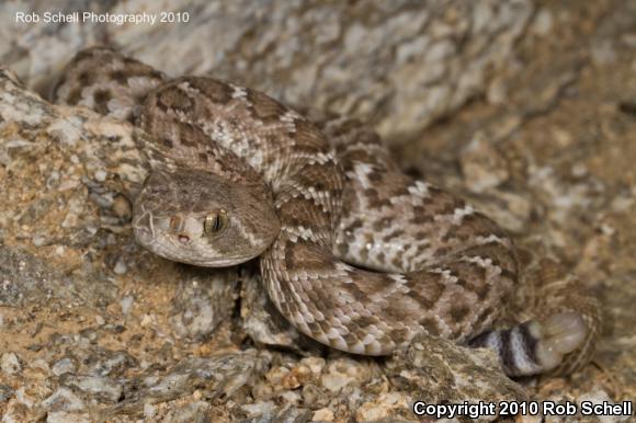 Red Diamond Rattlesnake (Crotalus ruber)