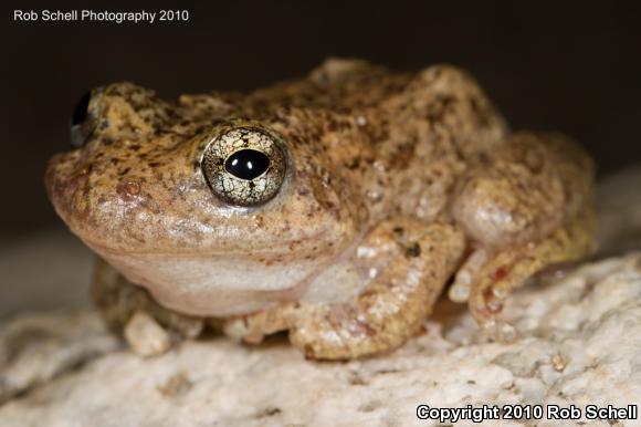 California Treefrog (Pseudacris cadaverina)