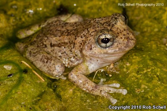 California Treefrog (Pseudacris cadaverina)