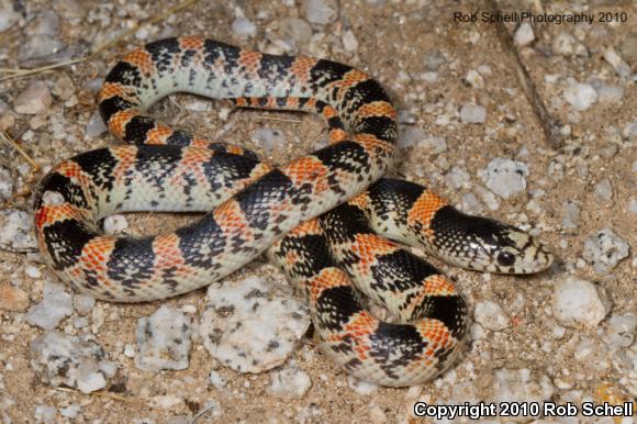 Western Long-nosed Snake (Rhinocheilus lecontei)