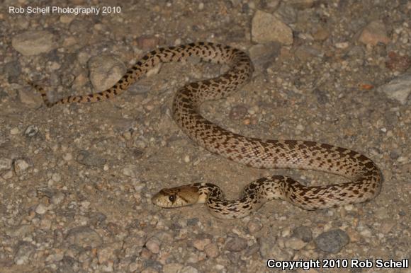 San Diego Gopher Snake (Pituophis catenifer annectens)