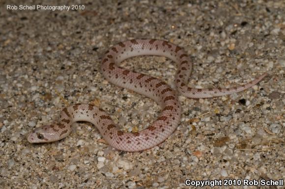 Spotted Leaf-nosed Snake (Phyllorhynchus decurtatus)