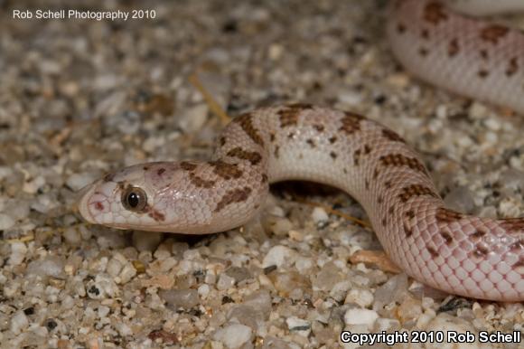 Spotted Leaf-nosed Snake (Phyllorhynchus decurtatus)