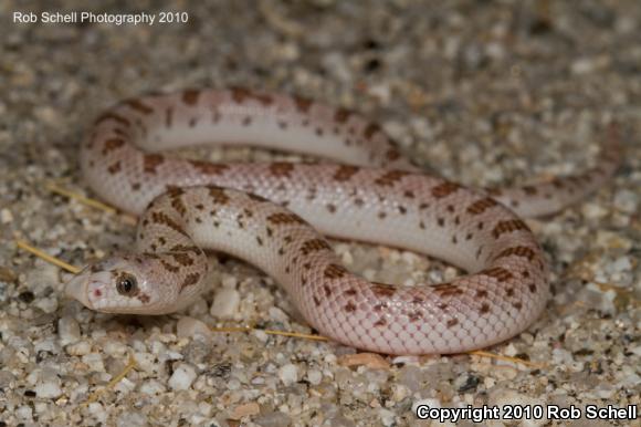 Spotted Leaf-nosed Snake (Phyllorhynchus decurtatus)