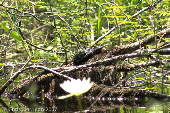 Tabasco Mud Turtle (Kinosternon acutum)