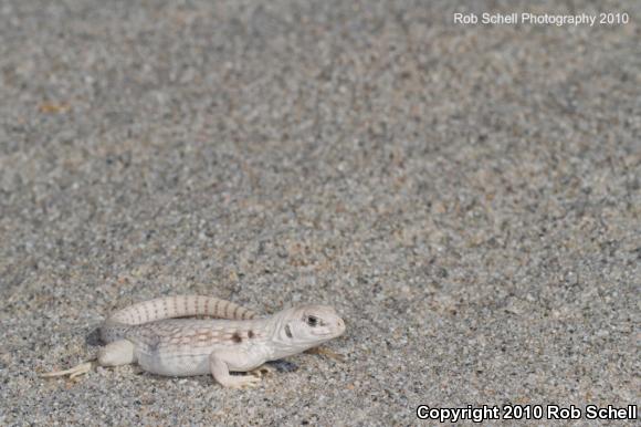 Northern Desert Iguana (Dipsosaurus dorsalis dorsalis)