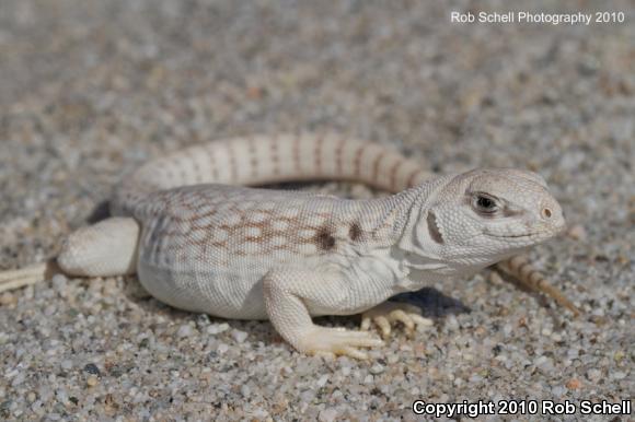 Northern Desert Iguana (Dipsosaurus dorsalis dorsalis)