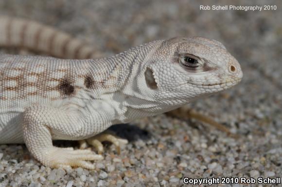 Northern Desert Iguana (Dipsosaurus dorsalis dorsalis)