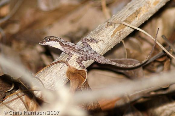 Slender Anole (Anolis rodriguezi rodriguezi)