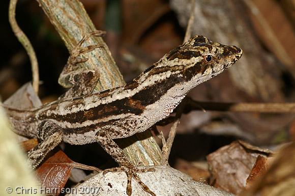 Central American Ghost Anole (Anolis lemurinus lemurinus)