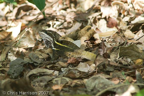 Brown Basilisk (Basiliscus vittatus)