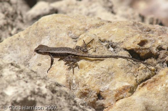 Yellow-spotted Spiny Lizard (Sceloporus chrysostictus)