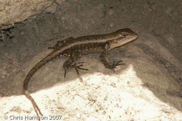 Yellow-spotted Spiny Lizard (Sceloporus chrysostictus)