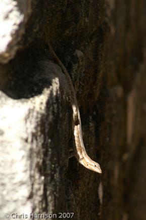 Yellow-spotted Spiny Lizard (Sceloporus chrysostictus)