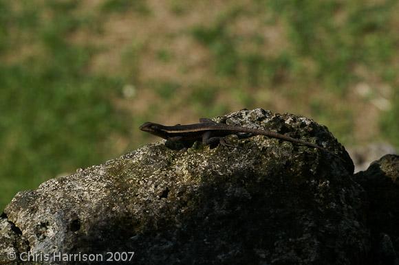 Yellow-spotted Spiny Lizard (Sceloporus chrysostictus)