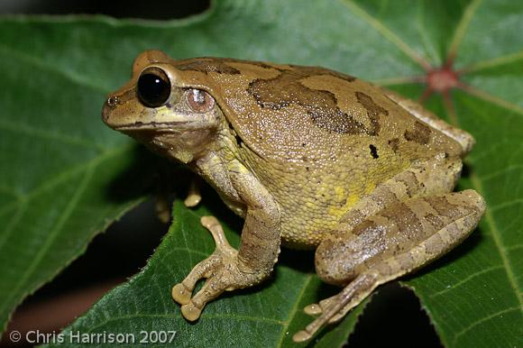 Mexican Treefrog (Smilisca baudinii)