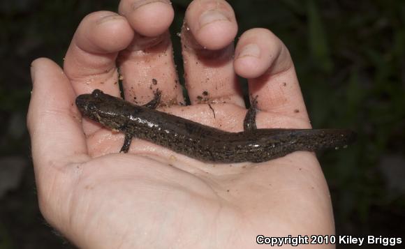 Black-bellied Salamander (Desmognathus quadramaculatus)