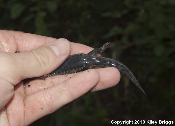 Black-bellied Salamander (Desmognathus quadramaculatus)