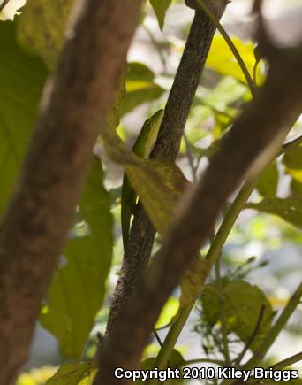 Northern Green Anole (Anolis carolinensis carolinensis)