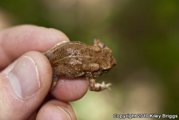 Fowler's Toad (Anaxyrus fowleri)