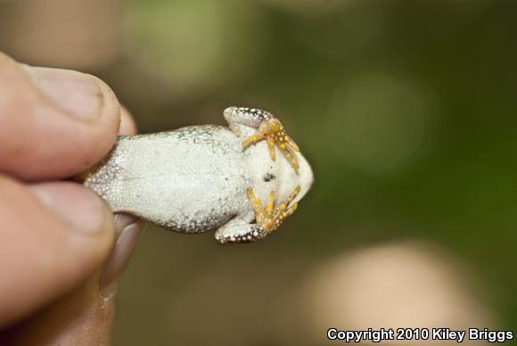 Fowler's Toad (Anaxyrus fowleri)