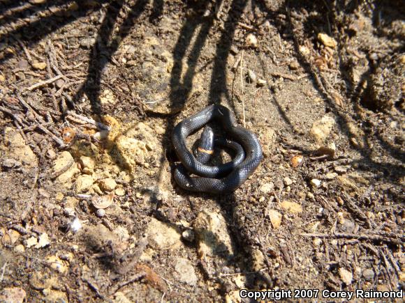 Prairie Ring-necked Snake (Diadophis punctatus arnyi)