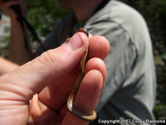 Prairie Ring-necked Snake (Diadophis punctatus arnyi)