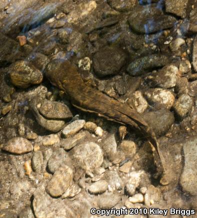 Eastern Hellbender (Cryptobranchus alleganiensis alleganiensis)