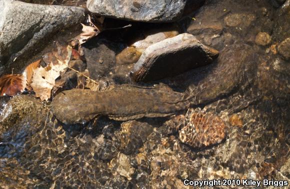 Eastern Hellbender (Cryptobranchus alleganiensis alleganiensis)