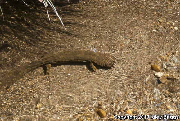 Eastern Hellbender (Cryptobranchus alleganiensis alleganiensis)