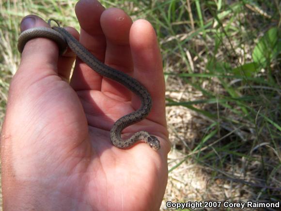 Dekay's Brownsnake (Storeria dekayi)