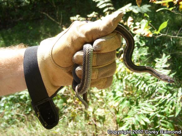 Eastern Gartersnake (Thamnophis sirtalis sirtalis)