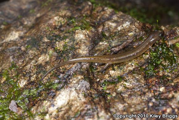 Patch-nosed Salamander (Urspelerpes brucei)