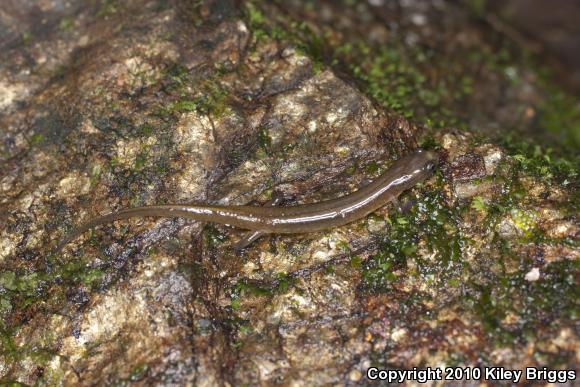 Patch-nosed Salamander (Urspelerpes brucei)