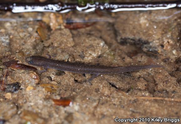 Patch-nosed Salamander (Urspelerpes brucei)