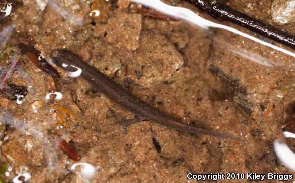 Patch-nosed Salamander (Urspelerpes brucei)