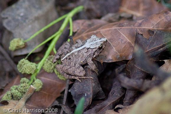 Volcan San Martin Robber Frog (Craugastor loki)