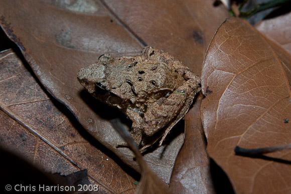 Volcan San Martin Robber Frog (Craugastor loki)