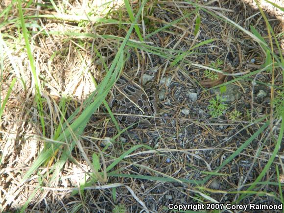 Northern Leopard Frog (Lithobates pipiens)