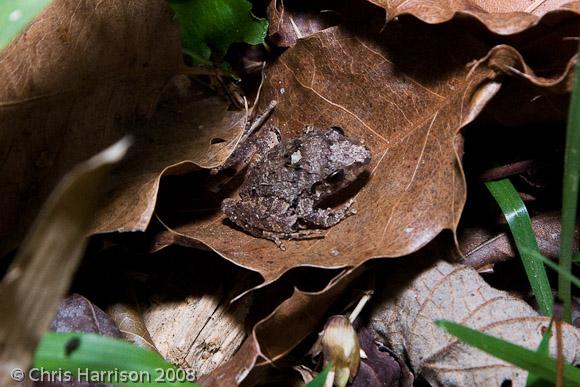 Volcan San Martin Robber Frog (Craugastor loki)