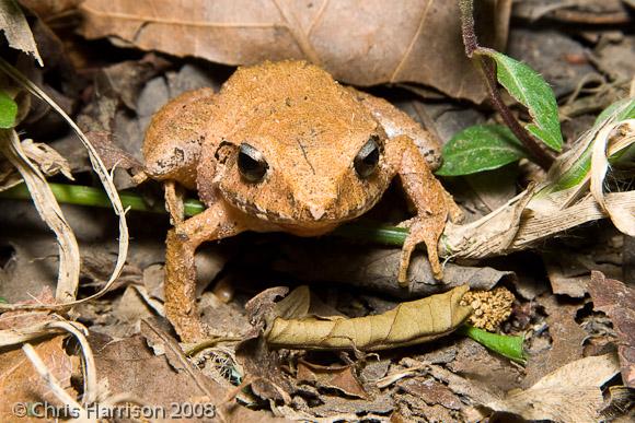 Volcan San Martin Robber Frog (Craugastor loki)