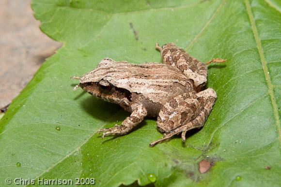 Volcan San Martin Robber Frog (Craugastor loki)